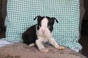 Boston Terrier