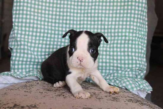 Boston Terrier
