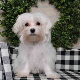 Maltese