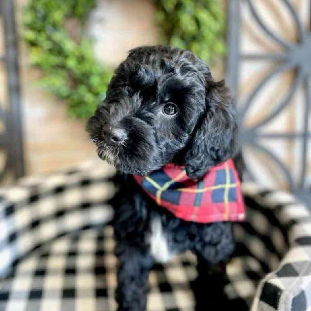 carousel pet images