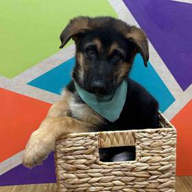 German Shepherd
