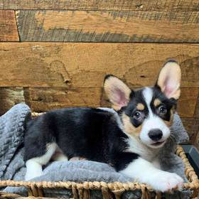 Pembroke Welsh Corgi