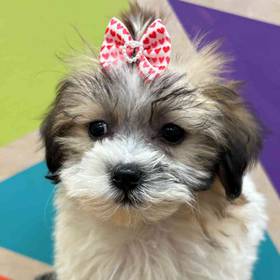 Teddy Bear