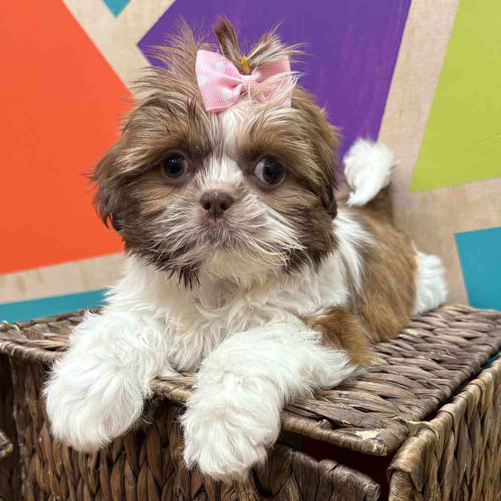 carousel pet images