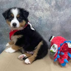 Miniature American Shepherd