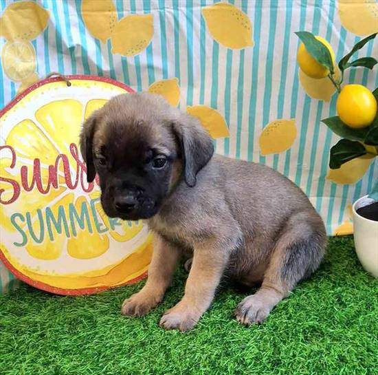 English Mastiff
