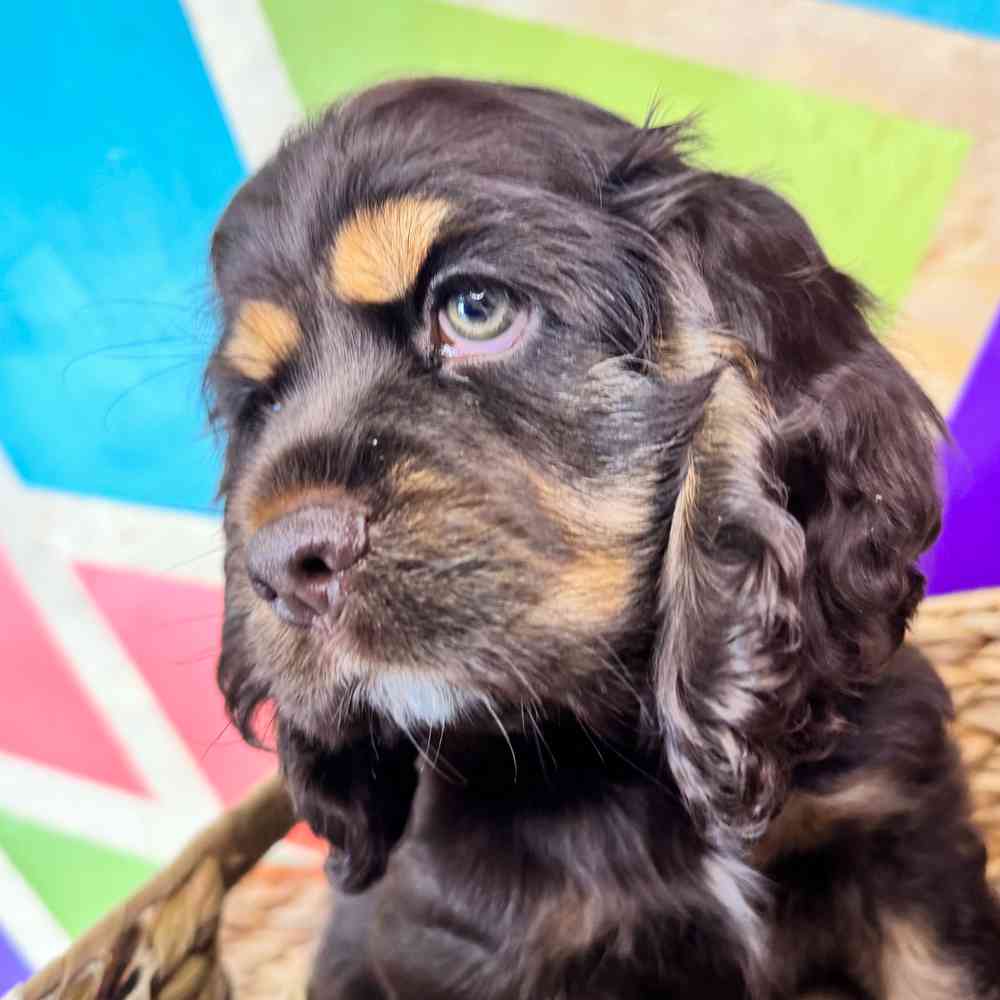carousel pet images
