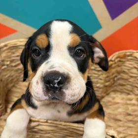 Mini Bulldog