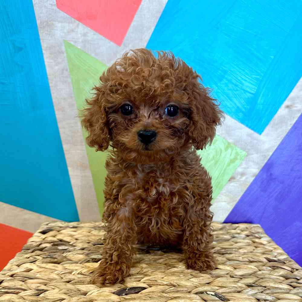 Image of a pet breed in the gallery
