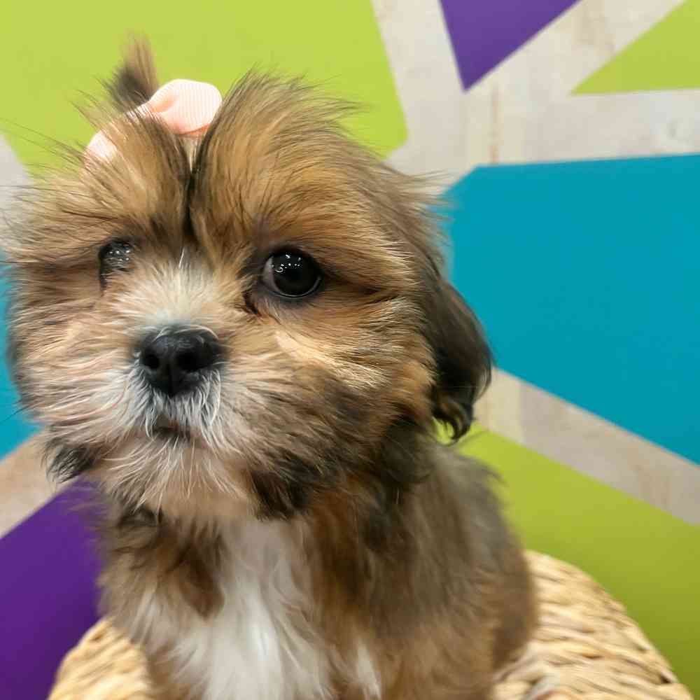 carousel pet images