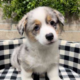 Pembroke Welsh Corgi