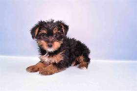 Yorkie