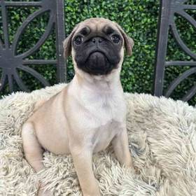 Pug
