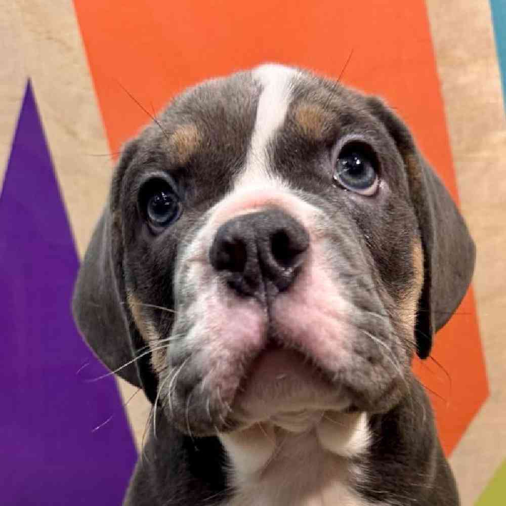 carousel pet images