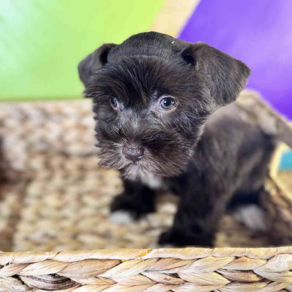 carousel pet images