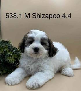 Shipoo