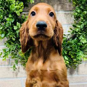 Irish Setter