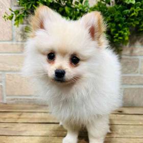 Pomeranian