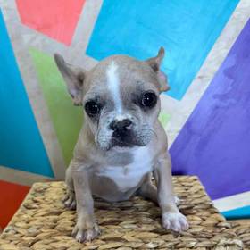 French Bulldog