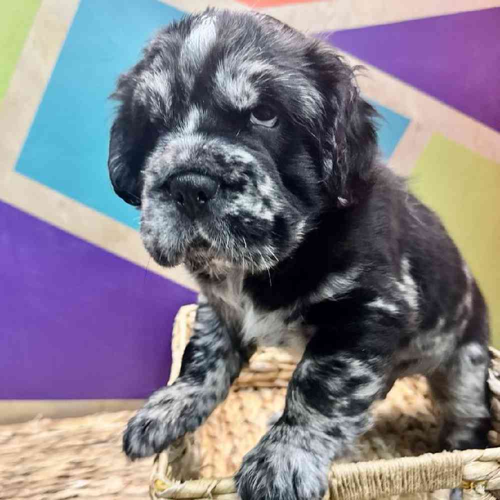 carousel pet images