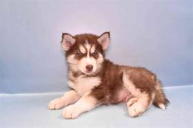 Siberian Husky