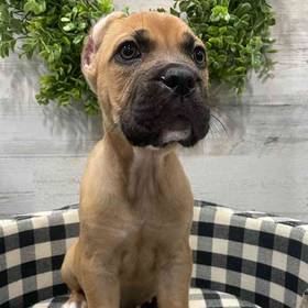 Cane Corso