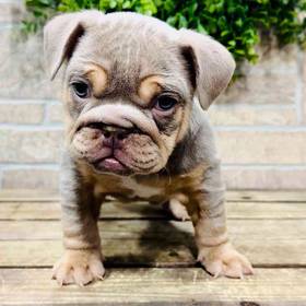 English Bulldog