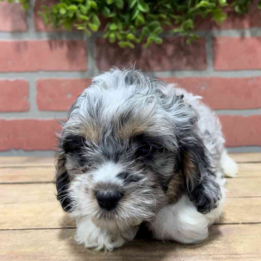 carousel pet images