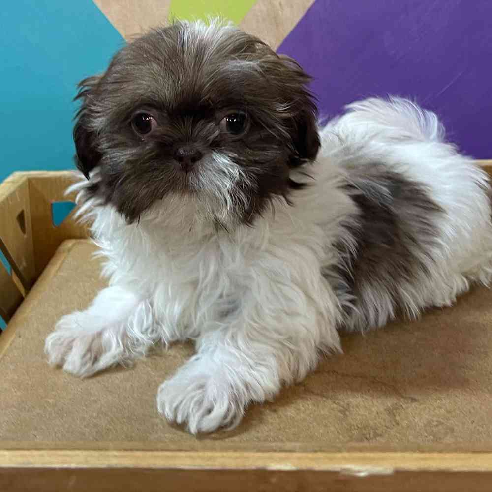 carousel pet images