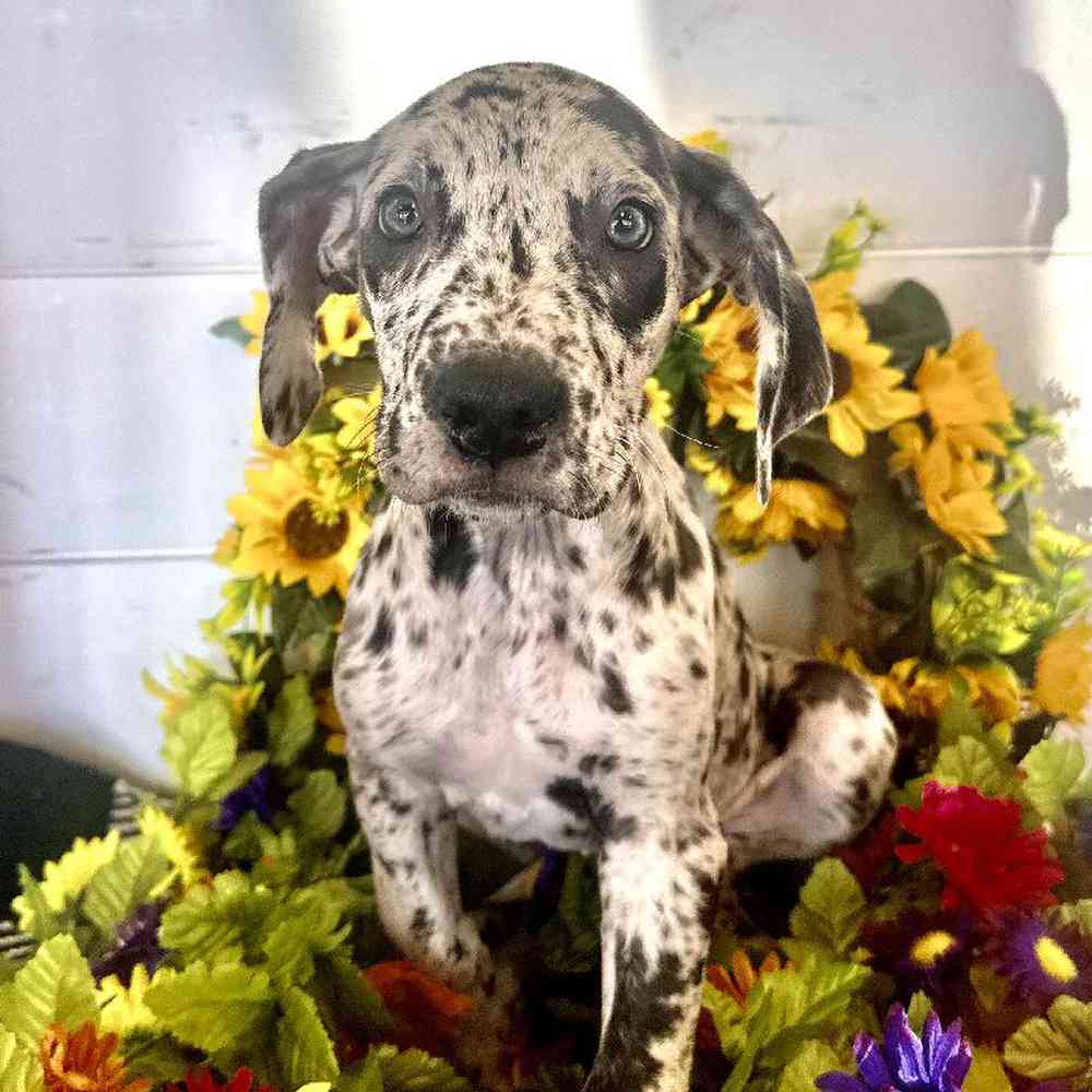 Female Great Dane Puppy for Sale in Rogers, AR