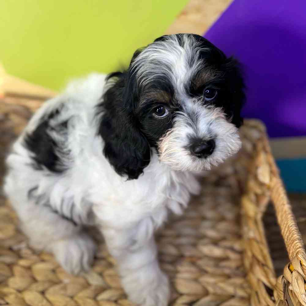 carousel pet images