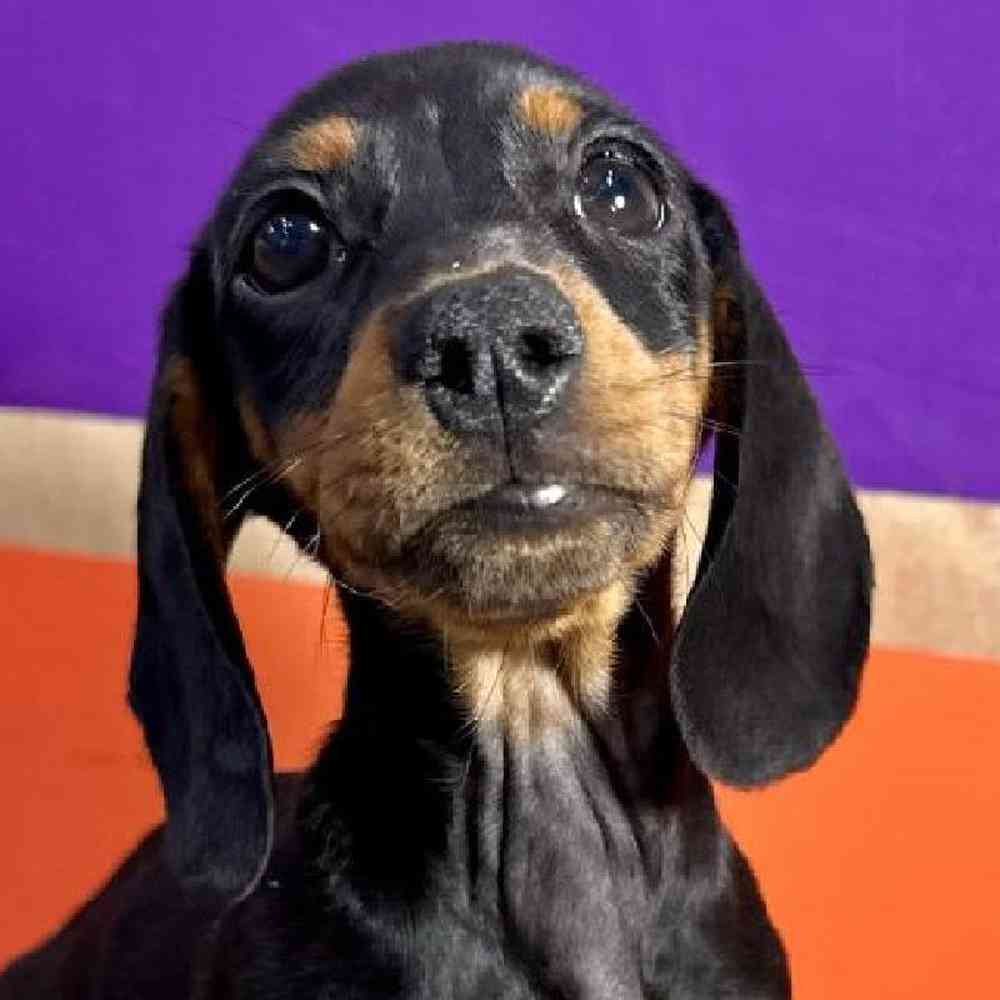 Image of a pet breed in the gallery