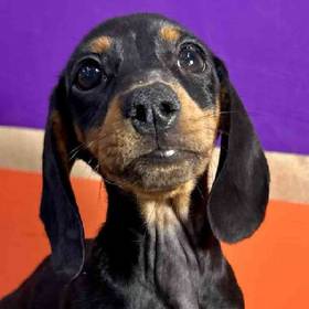 Dachshund