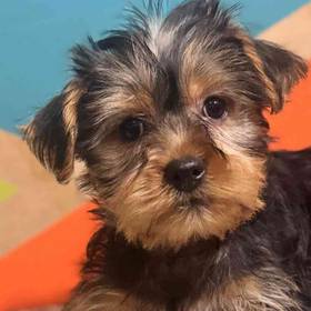 Yorkie