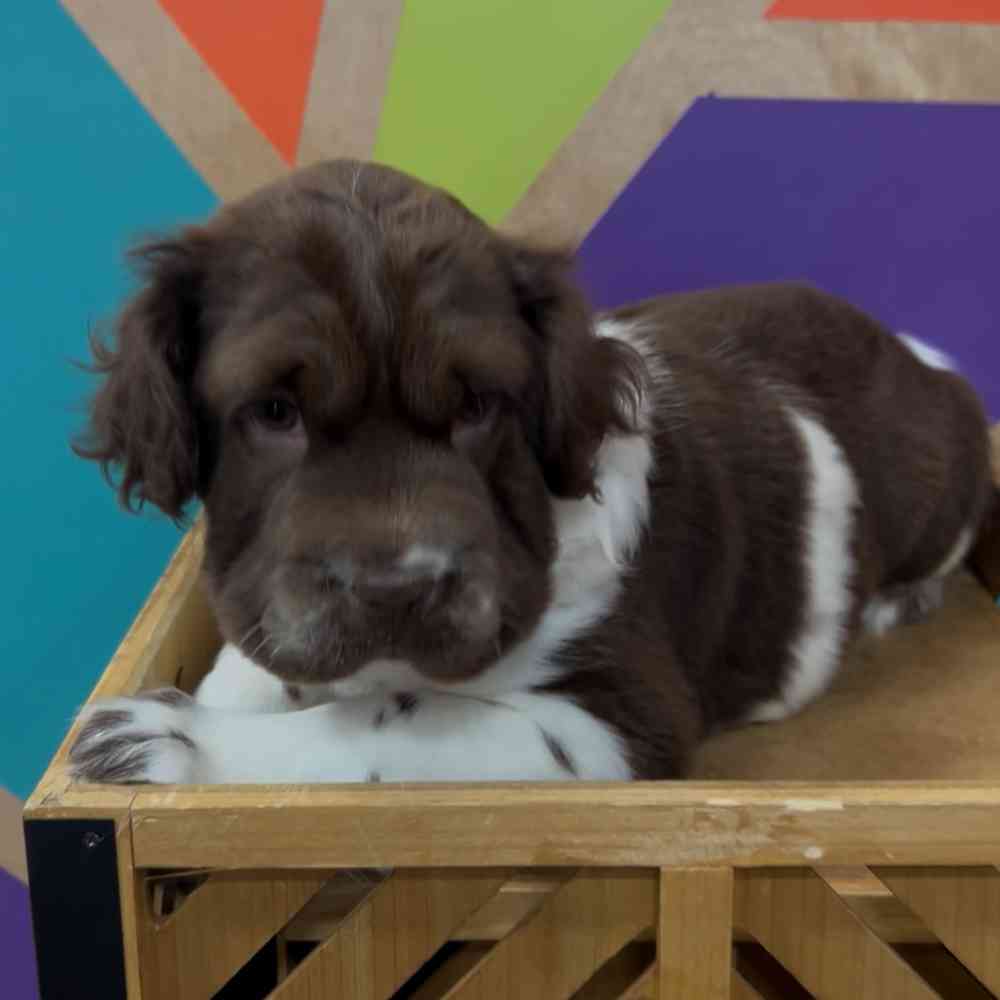 Image of a pet breed in the gallery