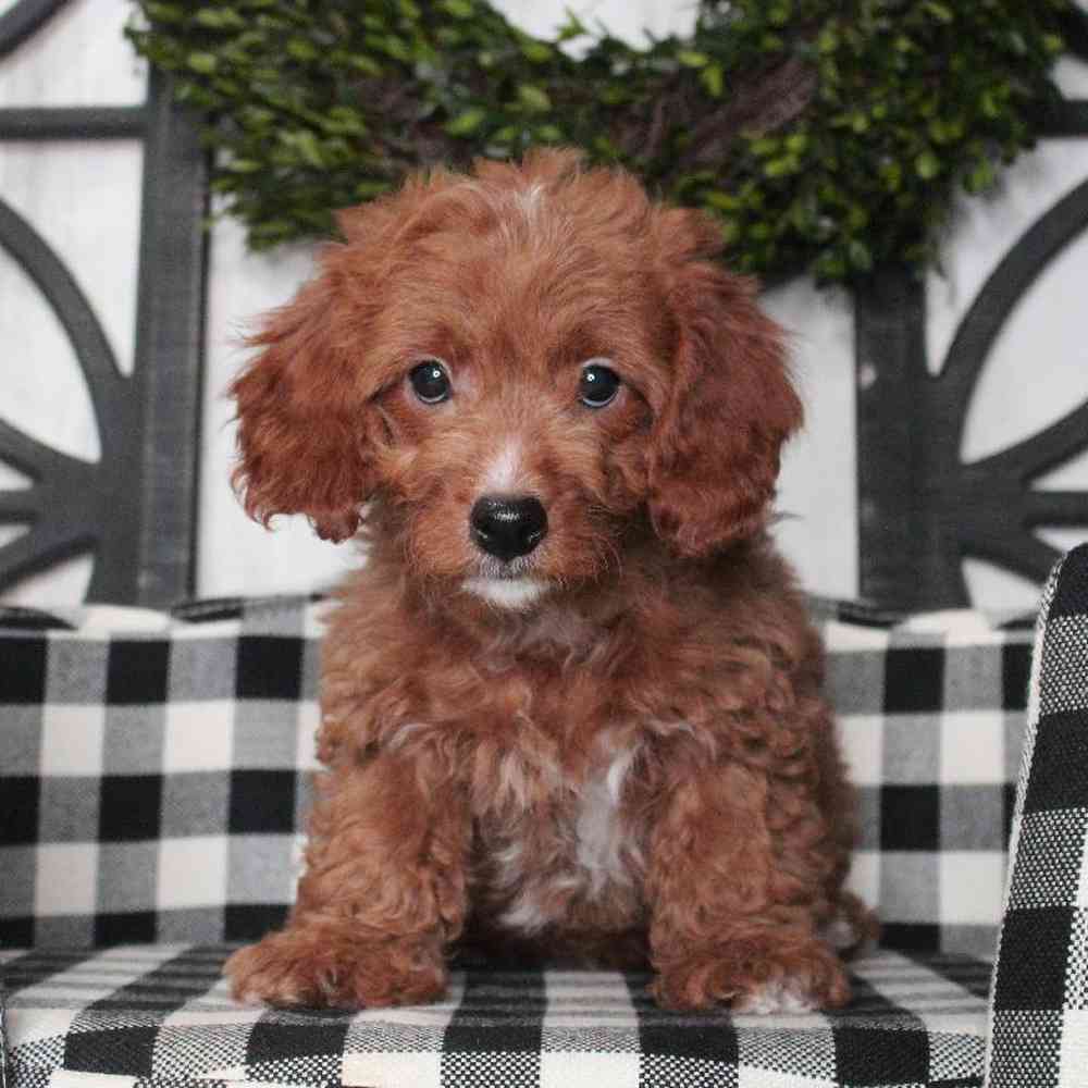 Male Cockapoo Puppy for sale