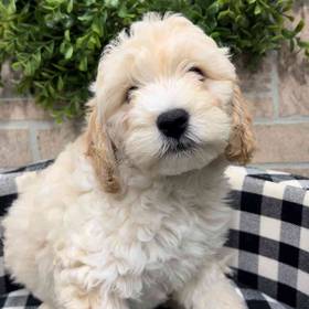 Mini Goldendoodle