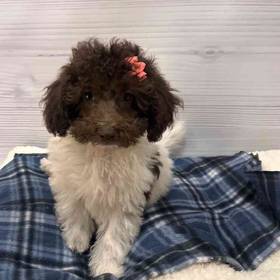 Mini Labradoodle