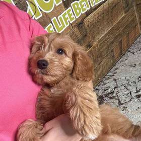 Mini Goldendoodle
