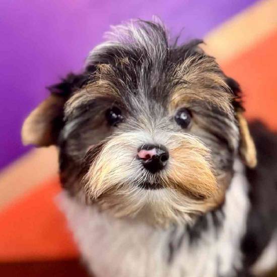 Benny