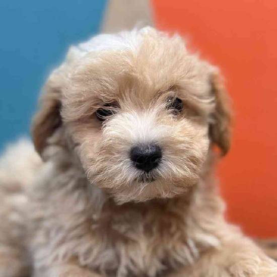 Cavapoo