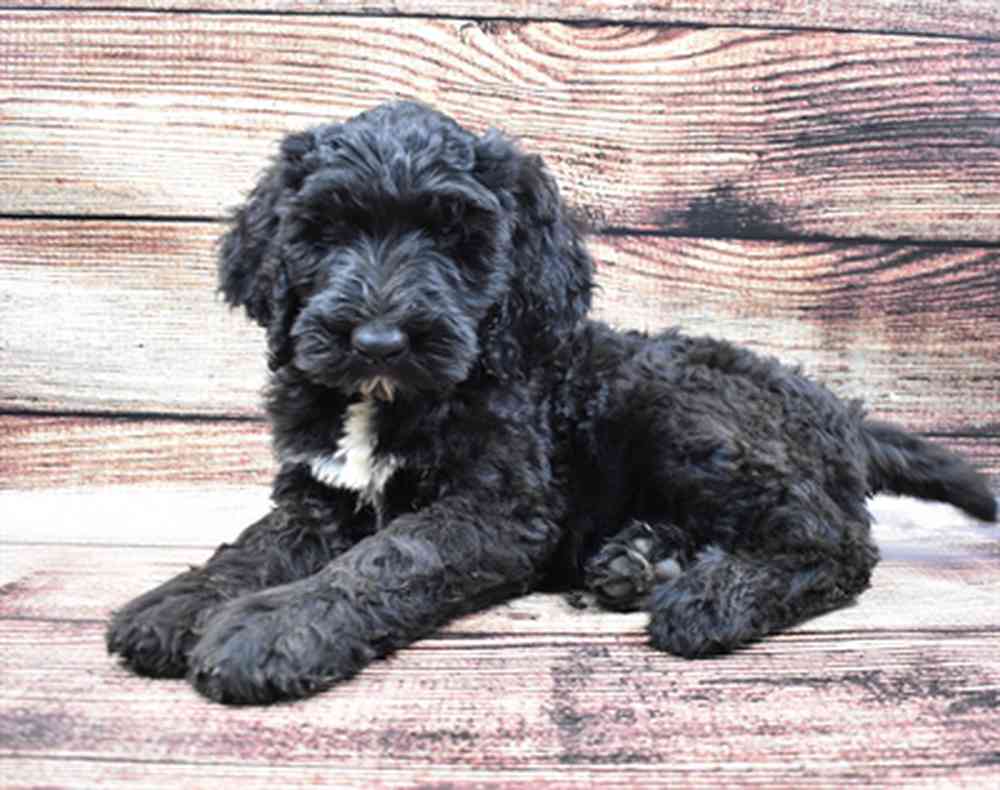 carousel pet images