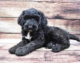 Schnoodle