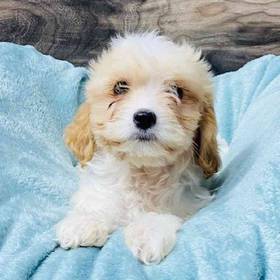 Cavachon