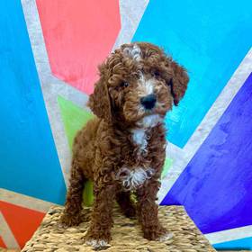 Mini Poodle