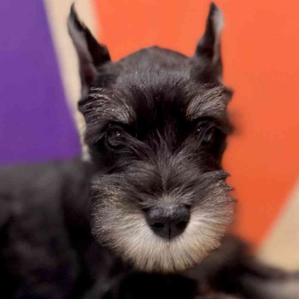 Image of a pet breed in the gallery