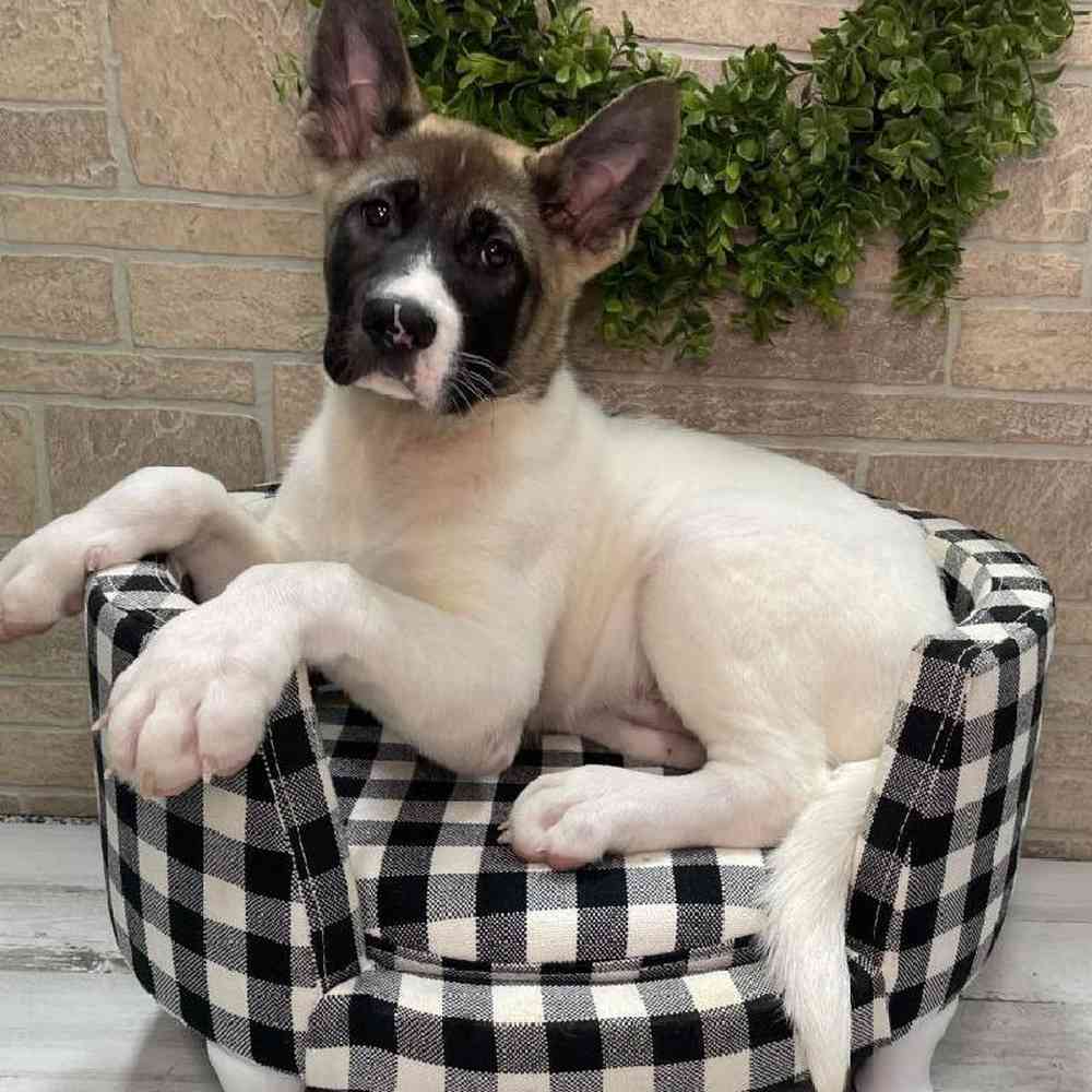 carousel pet images