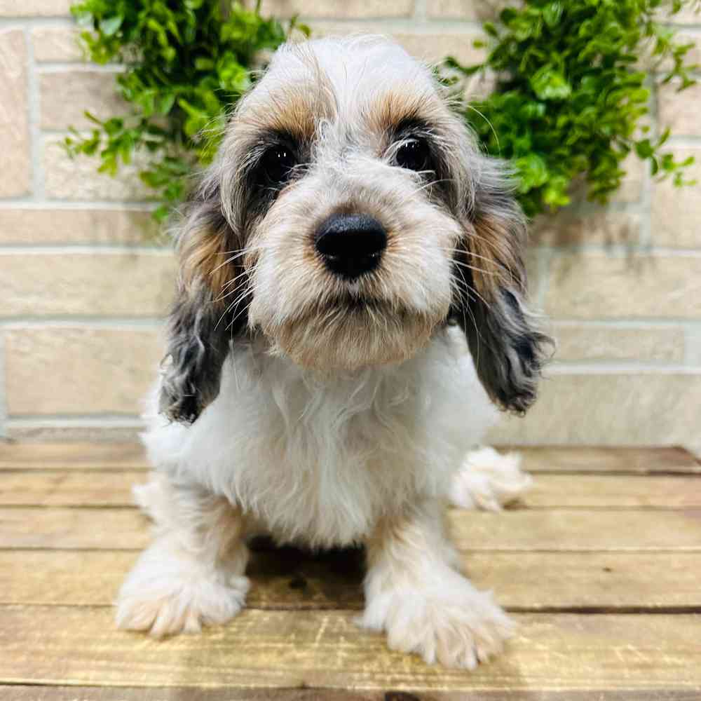 carousel pet images