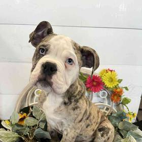 Old English Bulldog