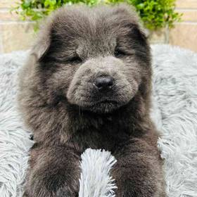 Chow Chow